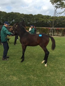 ブラックエンブレム2014(ディープインパクト)