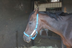 かなりお疲れだったブライトエンブレム (4/25 天栄にて撮影)