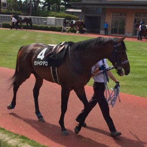 ぬぼーっとしているモンドインテロ