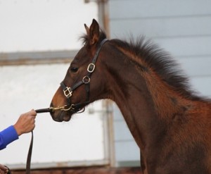 レディアーティスト最後の産駒。 父ロードカナロアの牡馬。 お母さんがいないので寂しそう(何となく)