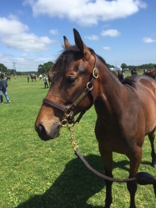 ぬぼーっとしているブエナビスタのお仔様