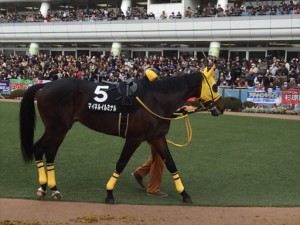 マイネルイルミナル 5着