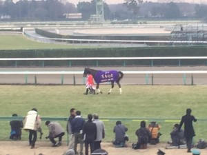 ジェンティルドンナ だと思われる馬
