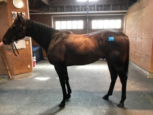 ウォリアーズクロス