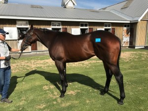 ベルフィールド