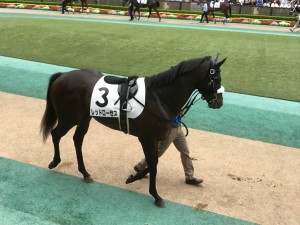 レッドローゼス (パドック)