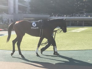 サブライムカイザーは5着