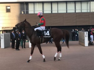 マイネルラフレシア 右回りしかダメ