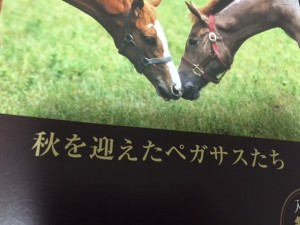 秋を迎えたペガサスたち
