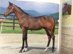 アッミラーレのカタログ