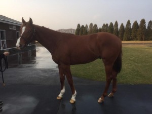 スウィートハース2013