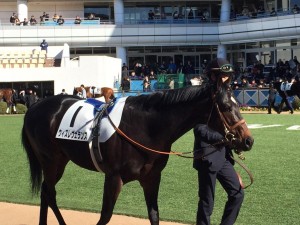 ウィズレヴェランス (2015/1/18 新馬勝ち)