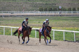 グレンツェント(ポシンシェ2013)とウィザリトルラック(ウィスプ2013)