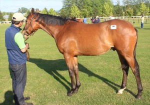 ファーストバイオリン2014