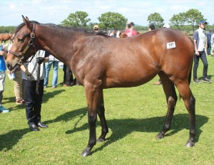 スマートな馬体