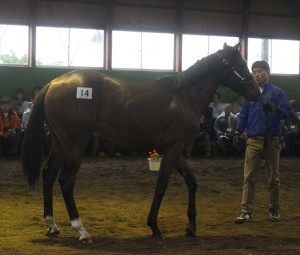 パールイアリング2014