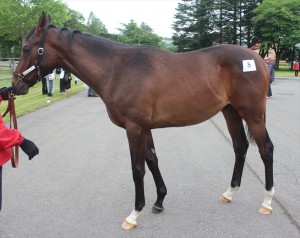 コニャックレディ2014