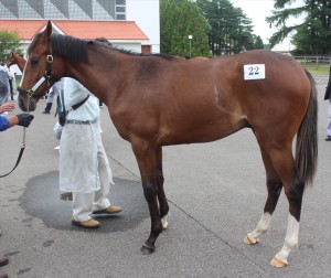 マイネシャローナ2014