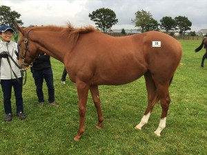 ヒカルアマランサス2014(キングカメハメハ) 