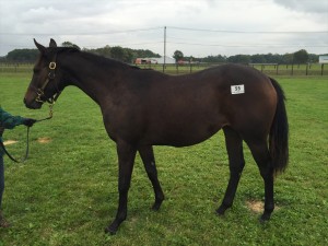 デイトユアドリーム2014(ゴールドアリュール)