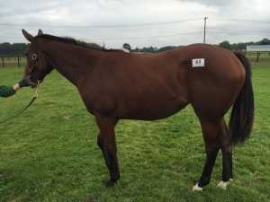 イルーシヴウェーヴ2014(Frankel)