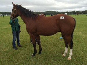 ミュージカルロマンス2014(ディープインパクト)