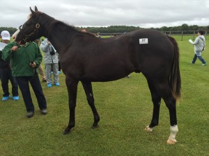 ペンカナプリンセス2014(ステイゴールド)