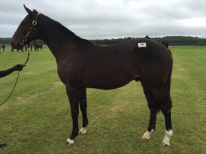 ベルベットローブ2014(ヴィクトワールピサ)