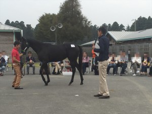 最後の馬で走る馬講義