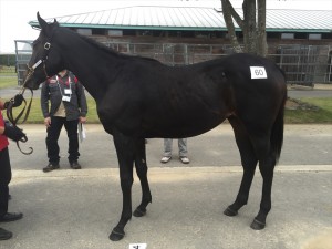 シンハルカジョウ2014