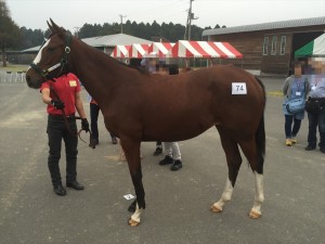 メジロシーゴー2014