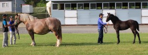 エンジェルフェイスの当歳時 ワンフォーローズは体調悪く乳馬に育てられた