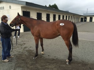 シルクプレアデス2015