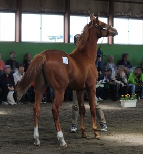 コスモアクセス2015