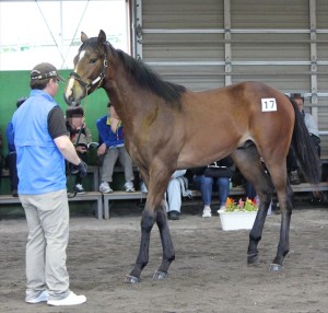 フラワーウィンド2015