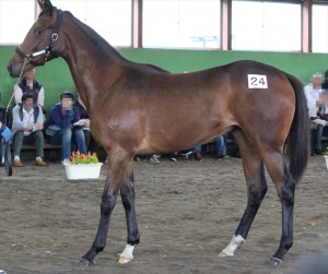 コスモプラチナ2015