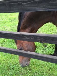 サクシターミミシター 