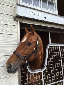競馬初心者なので馬名が分からない