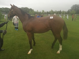 フラムドール2015 この馬に決めたっ