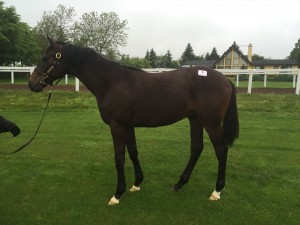 ターフローズ2015