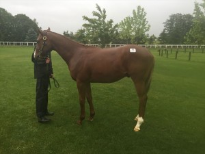 イタリアンレッド2015