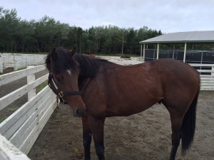 古馬オープン馬と併せていたウイントリニティー