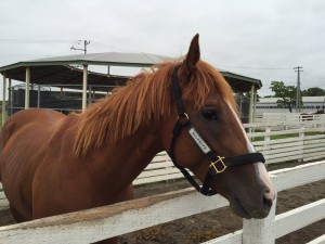 のんびりウインベラシアス