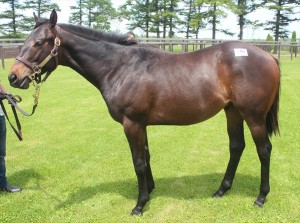 ヴァナヘイム (2015年ツアー時)