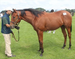 ドルチェリモーネ2015