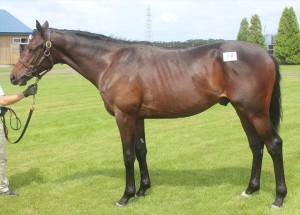 ロフティーエイム2015