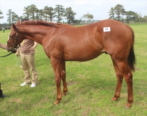 ピューリティー2015