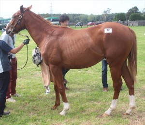 シンハリーズ2015