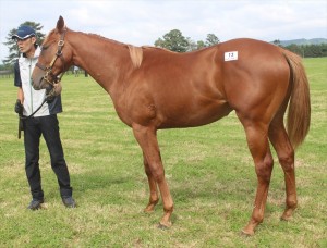 マルティンスターク2015