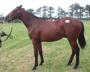 コスモチェーロ2015